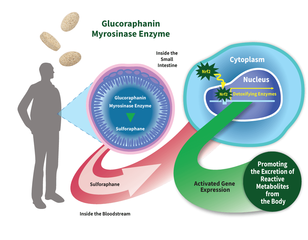 diagram of sulforaphane production system exclusively in Avmacol
