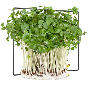 bushel broccoli sprouts