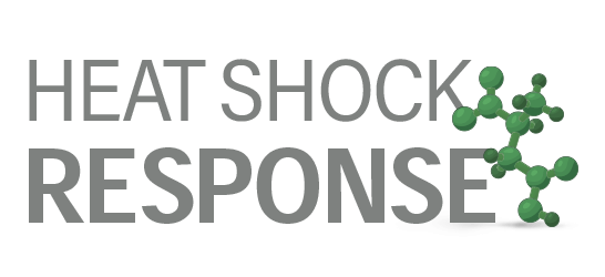 sulforaphane increases heat shock response